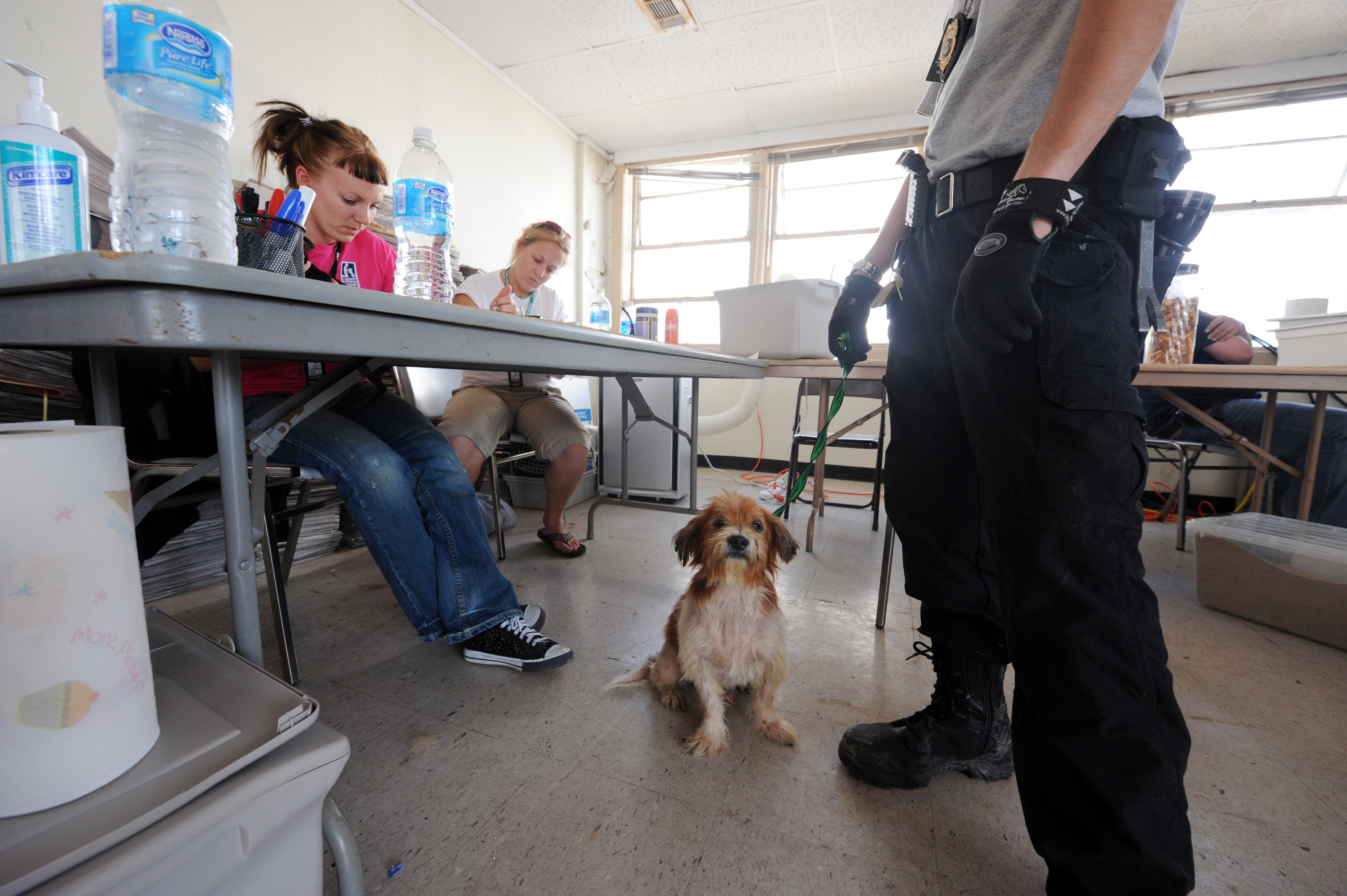Perro rescatado recibe atención dentro de un refugio para animales
